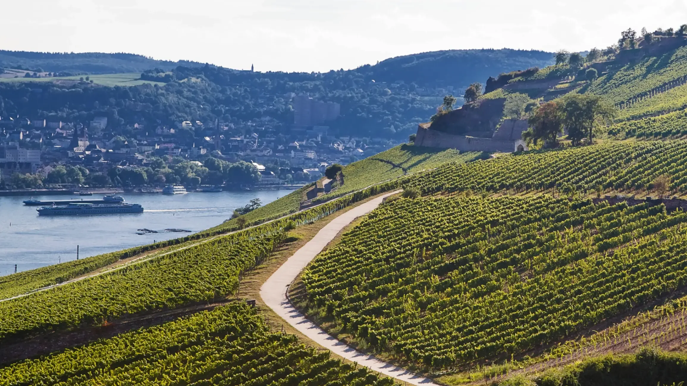 Mosel vineyard in autumn. 