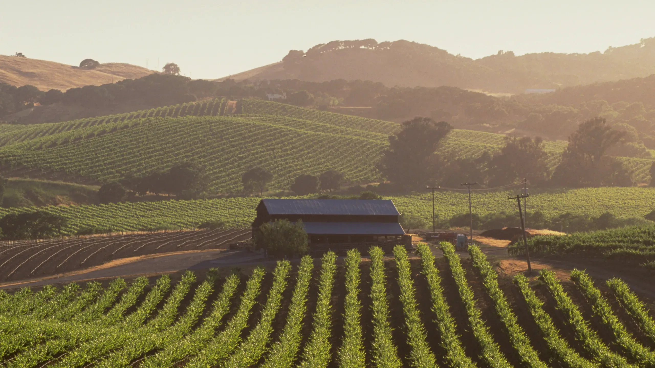 Vineyards in Napa valley. 