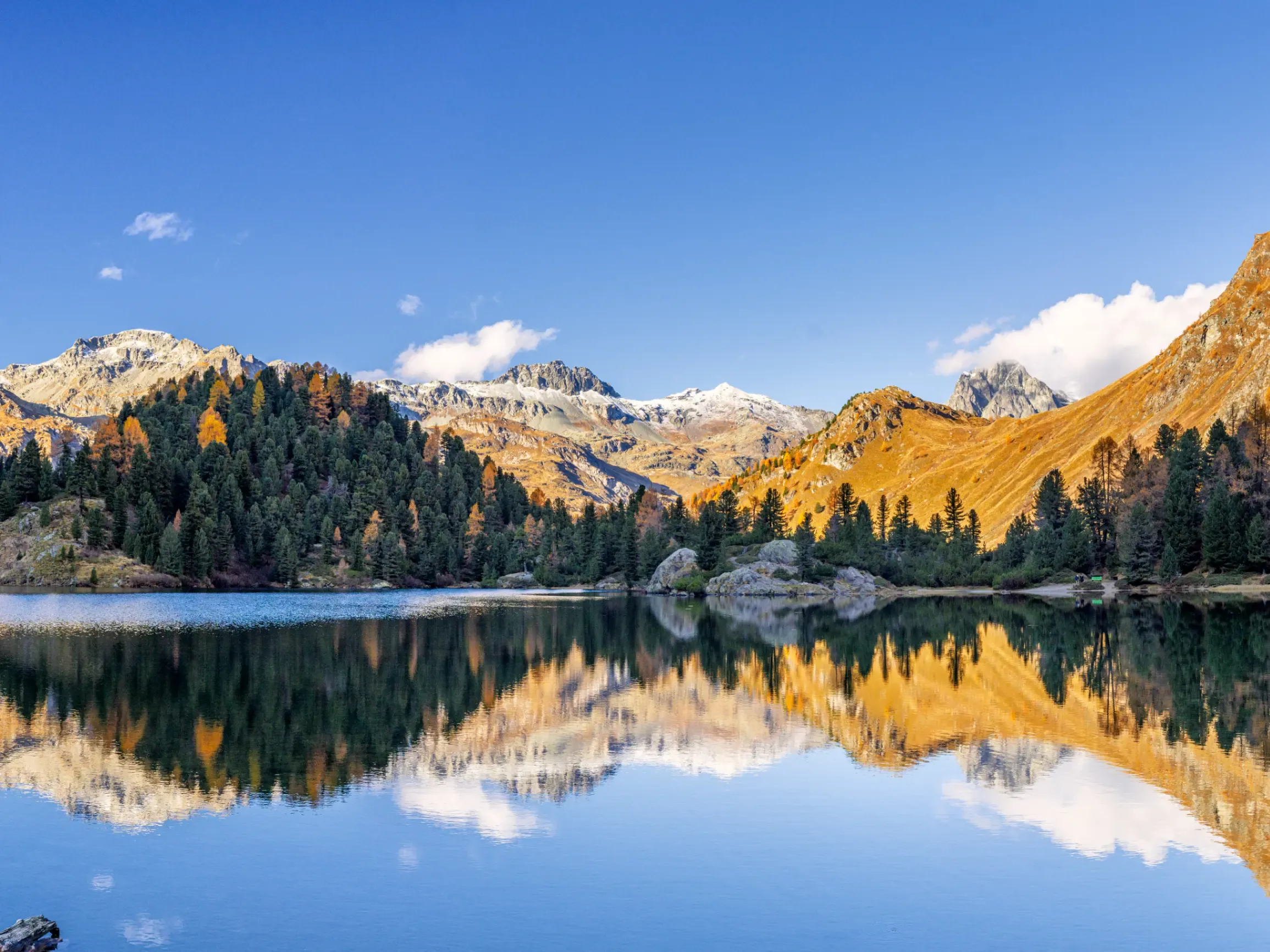 Larch trees mirrored in an Alpine lake in autumn. 