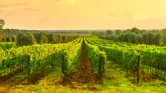 Image of Vineyard