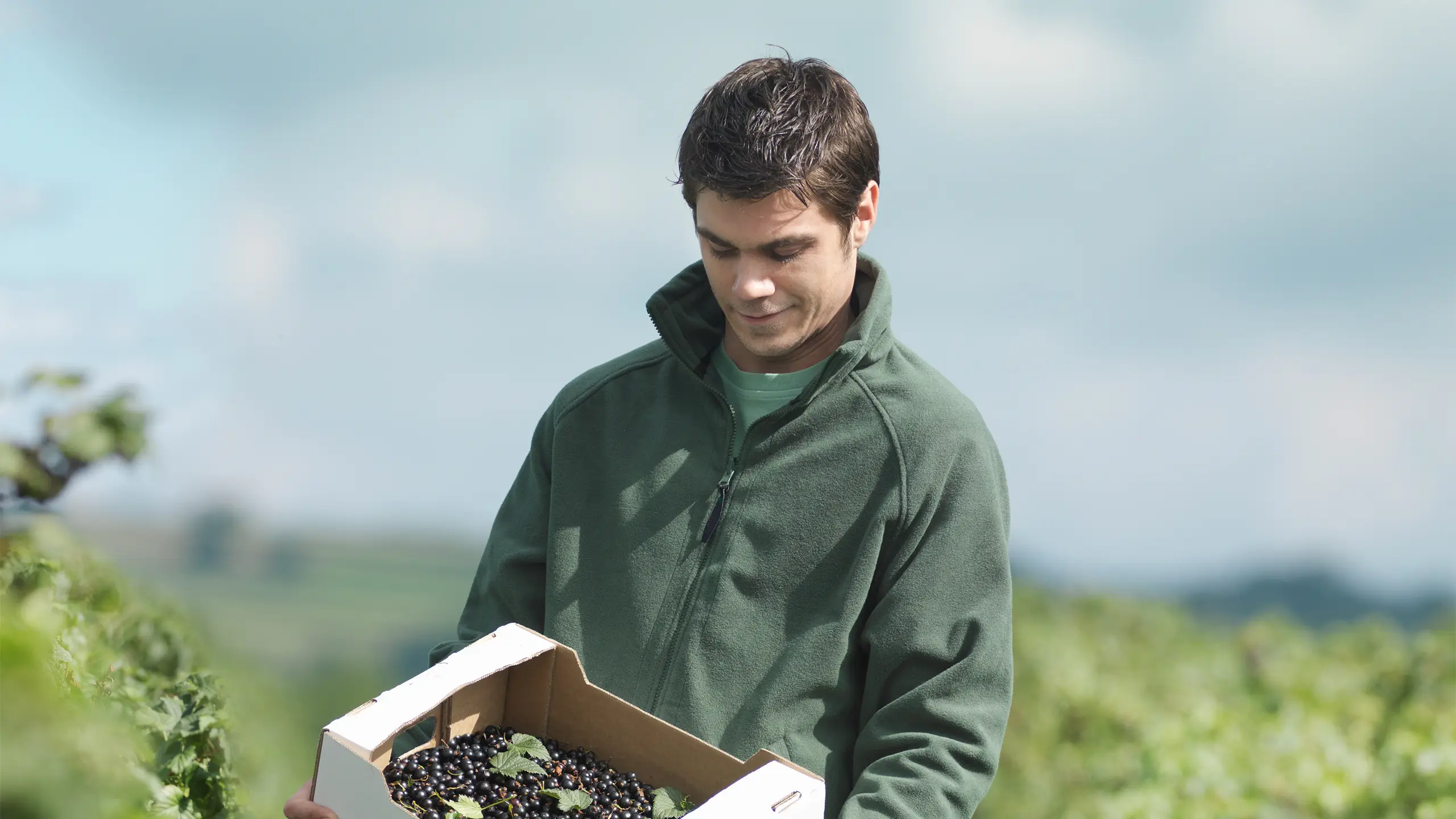 Man with box of harvested blackcurrants