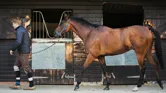 A young man in a stable yard with a bay horse on a leading rein.
