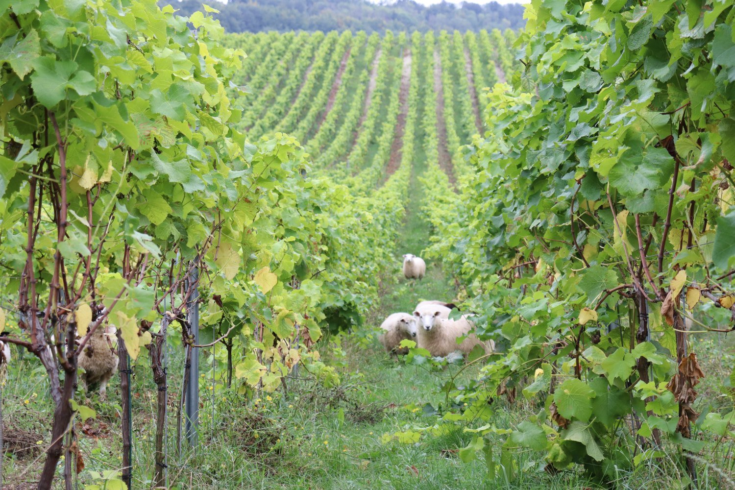 Knight Frank Viticulture : Mapping out a fruitful future