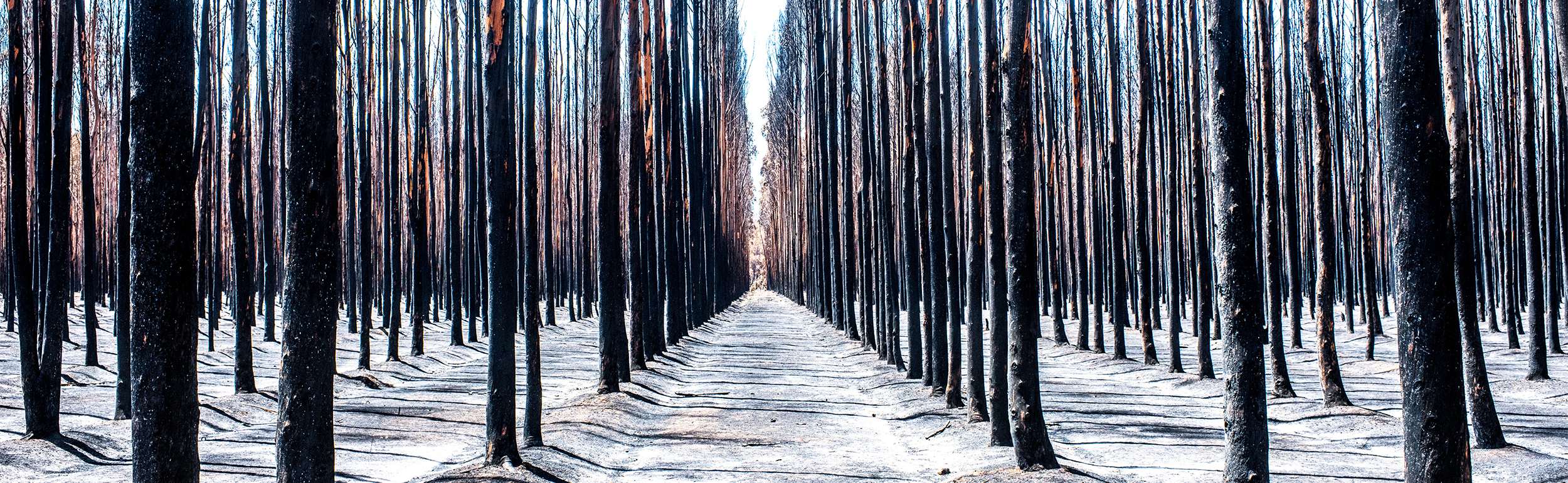Photography as a luxury investment