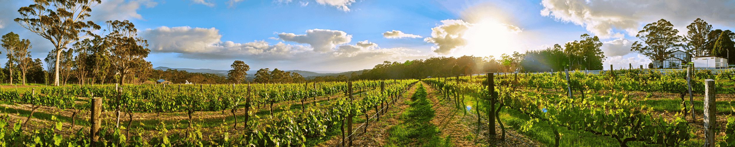 The performance of wine markets across the world