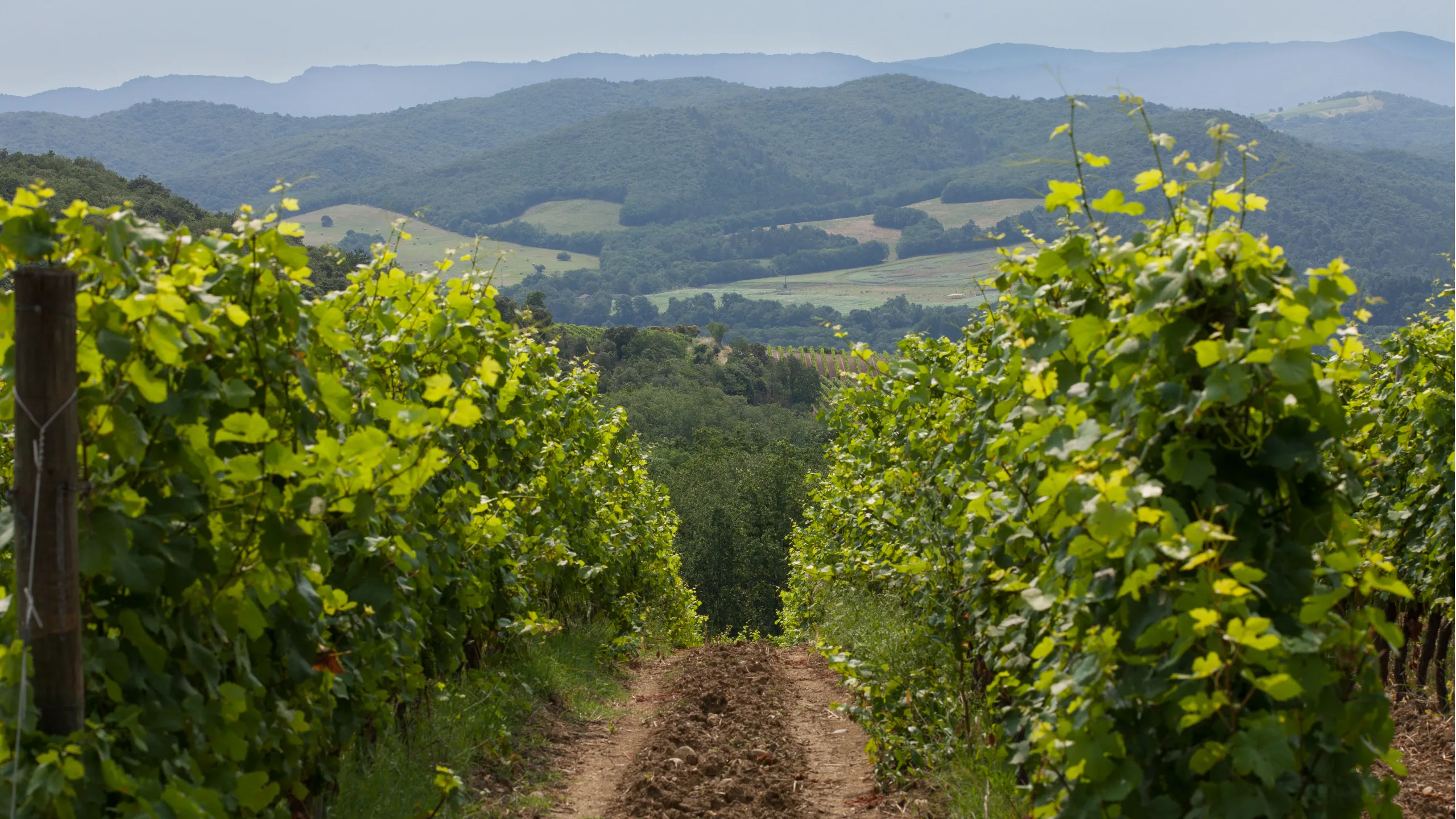 Image of The cool hunters: how climate change is redrawing the winemaking map