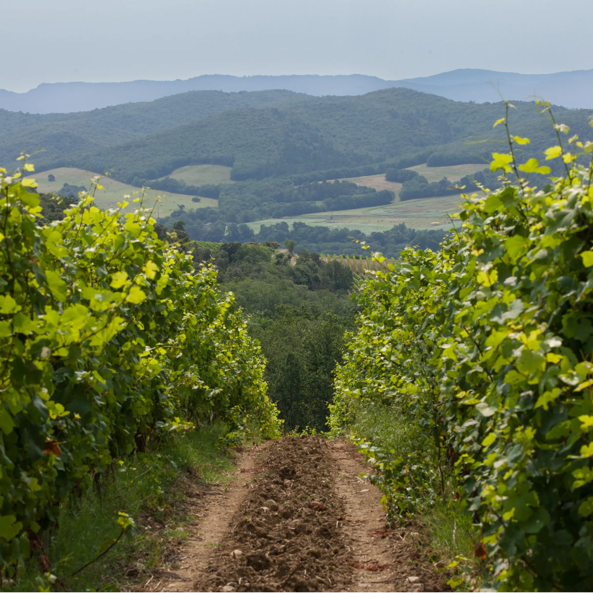 The cool hunters: how climate change is redrawing the winemaking map 