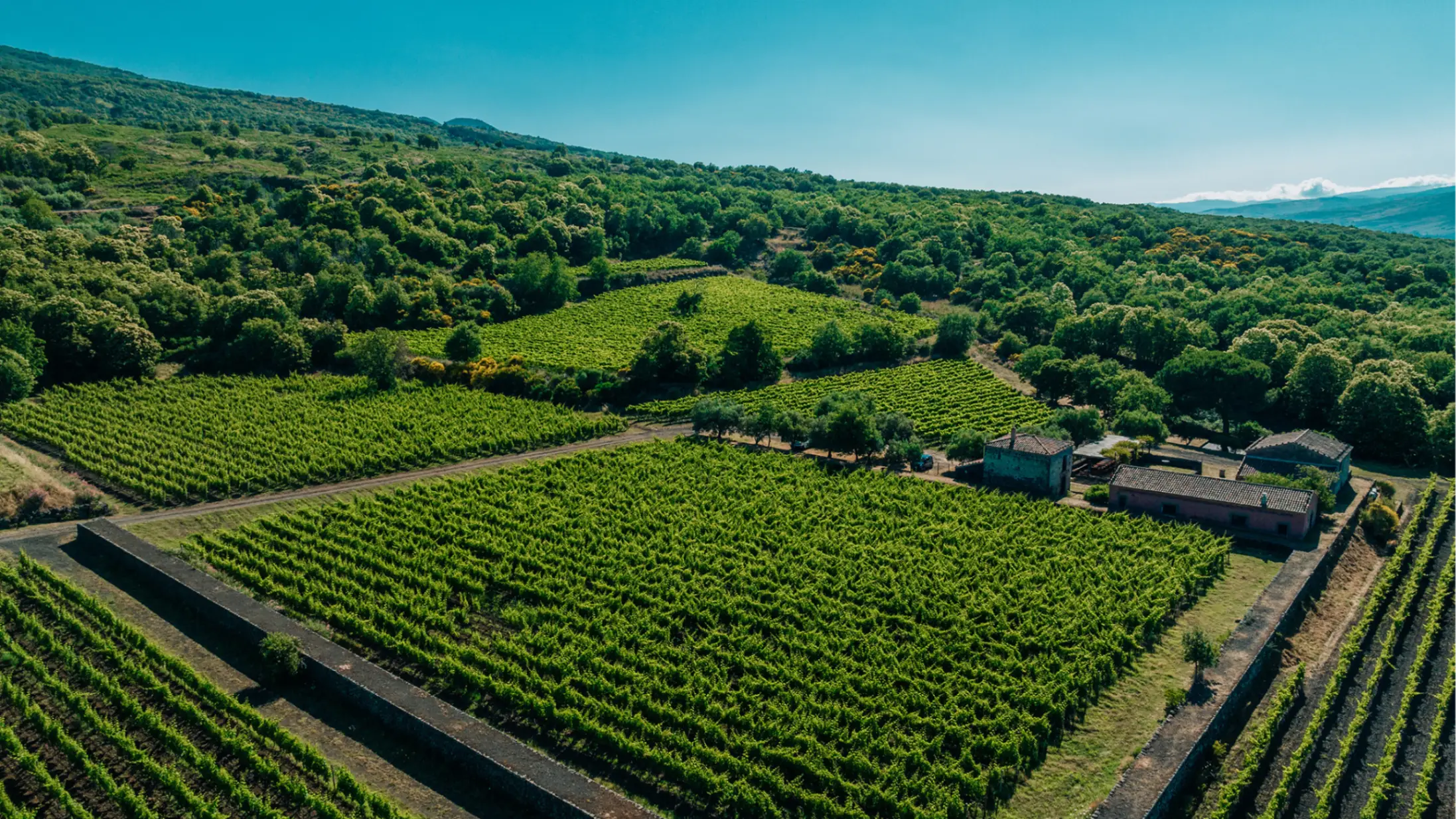 Green, sunny rows of vines at Planeta vineyards, Etna