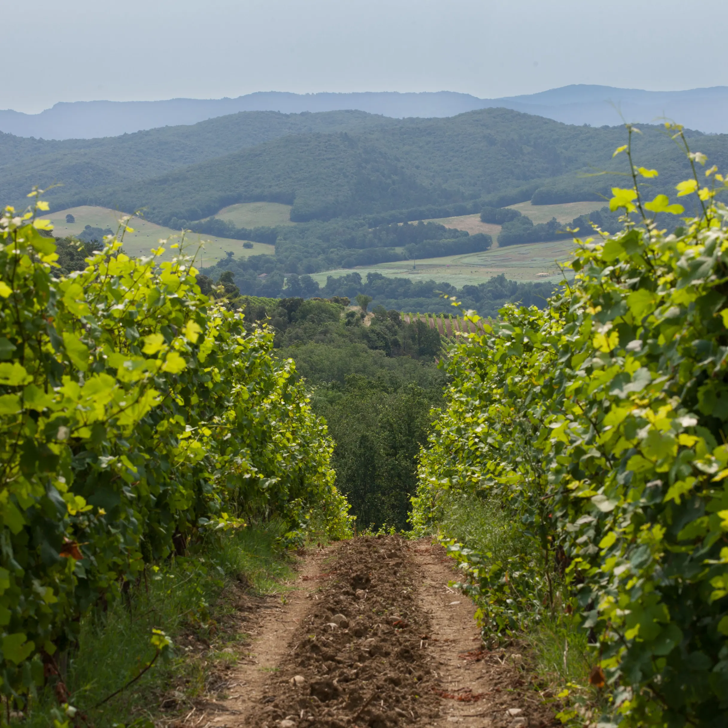 Glass half full: the changing landscape of vineyards and wine