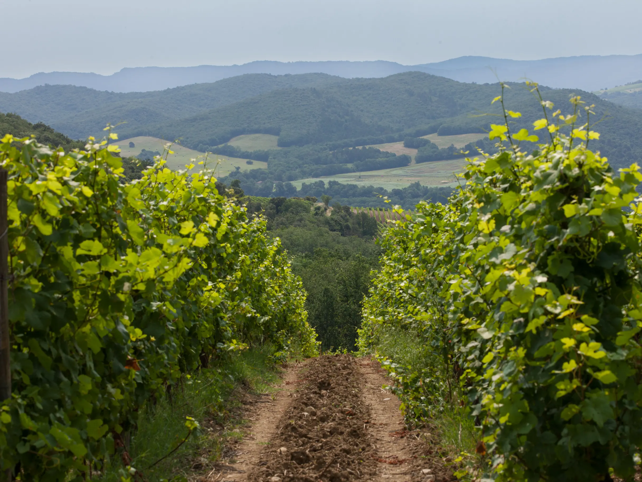 Image of Glass half full: the changing landscape of vineyards and wine