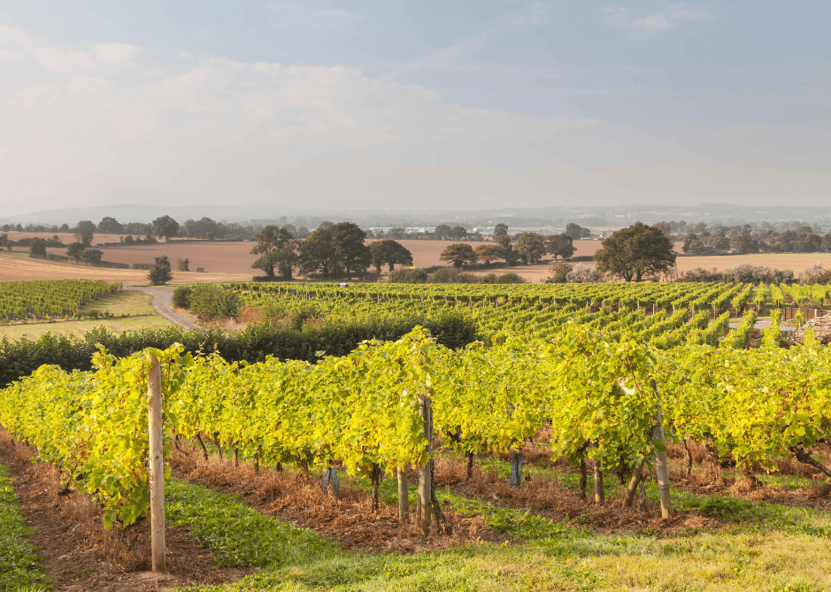 Image of The performance of wine markets across the world